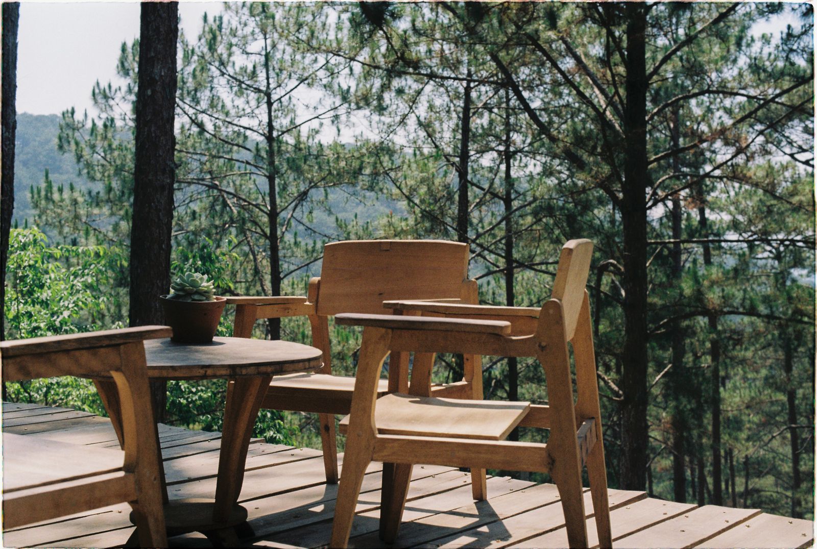 Wooden deck overlooking a pine forest in East Tennessee